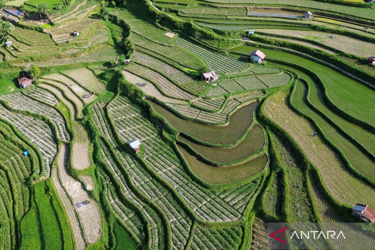 Indonesia's DPD backs govt plan to boost rice production, cut imports