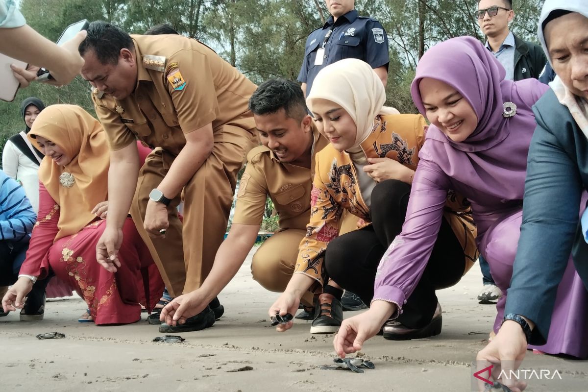 Konservasi penyu Pariaman lepas 800 ekor tukik ke laut sepanjang 2025
