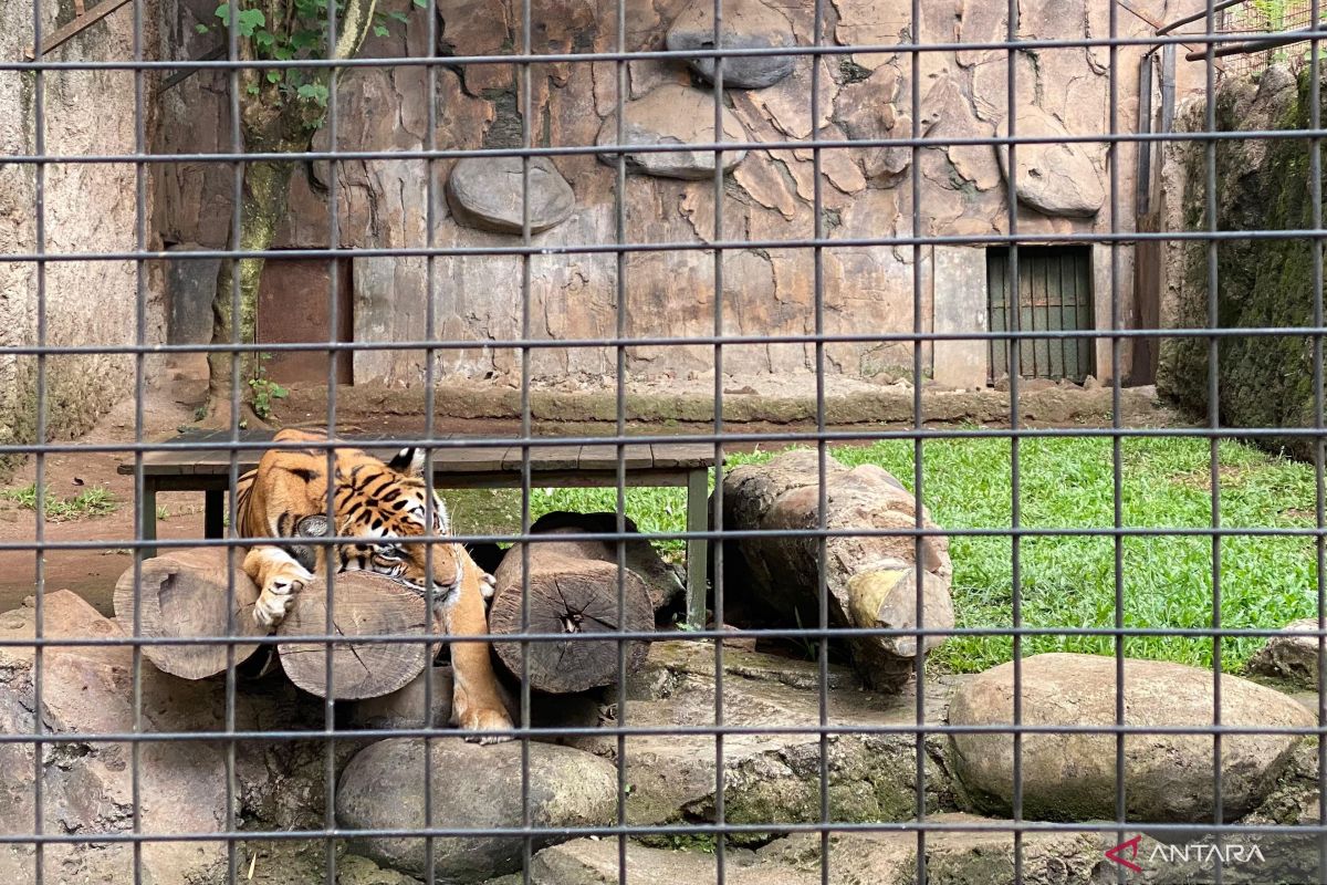 PKBSI: Jangan korbankan satwa di Bandung Zoo demi kepentingan sepihak -  ANTARA News