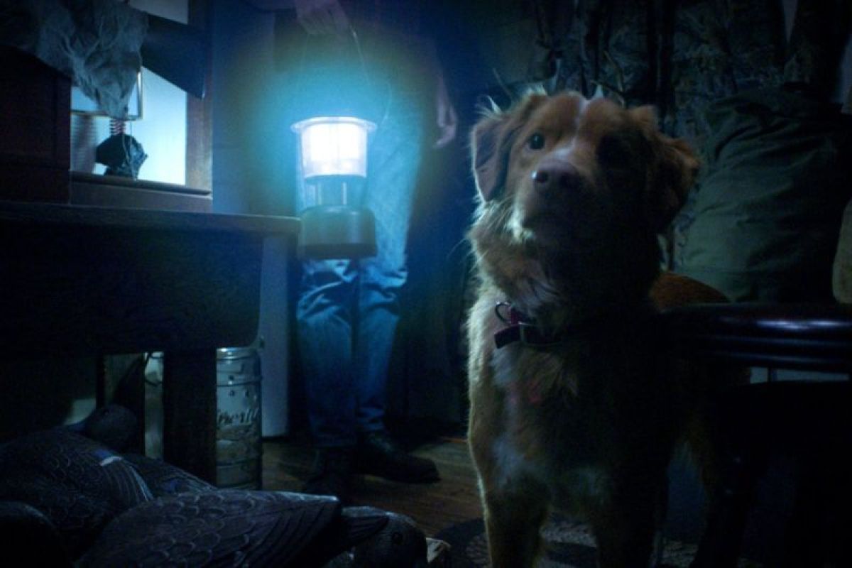 Film "Good Boy" tampilkan horor dari sudut pandang anjing