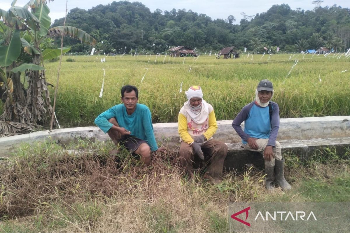 Kaltim optimalkan petani lokal pasok kebutuhan Makan Bergizi Gratis