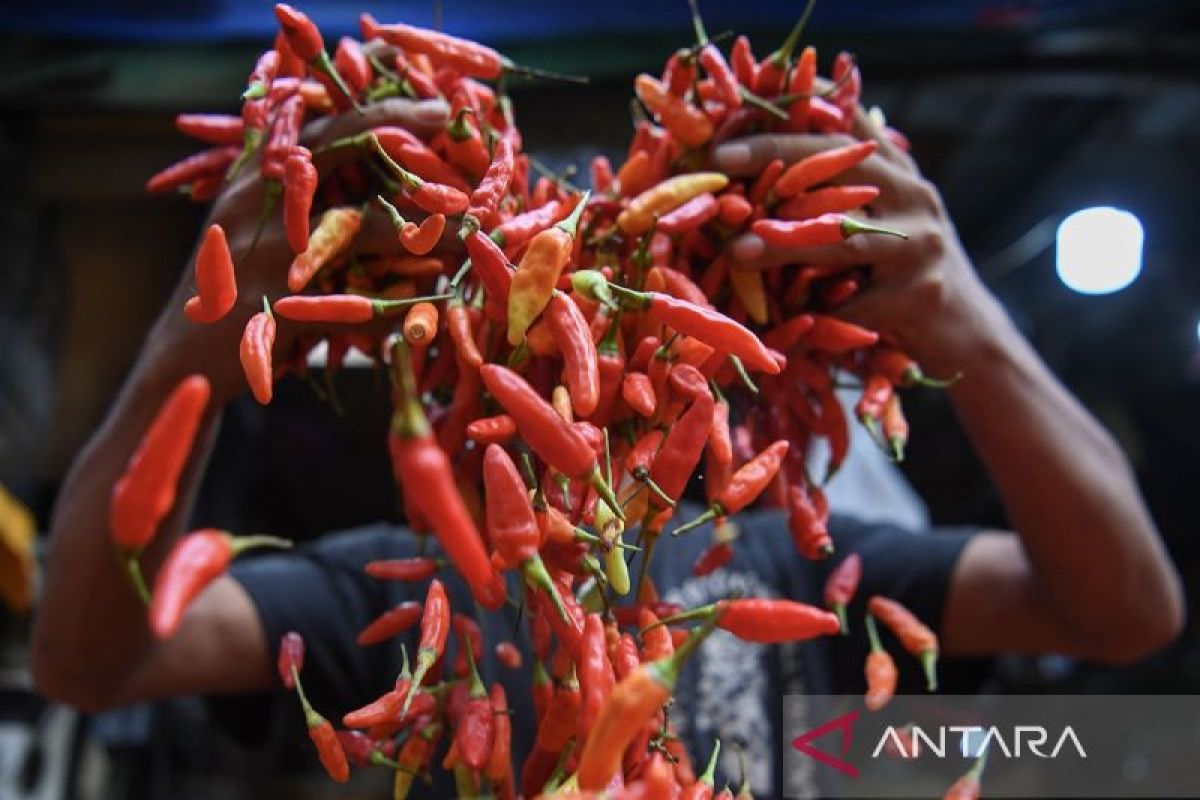 Bapanas: Harga cabai rawit Rp39.545/kg, bawang merah Rp46.700/kg