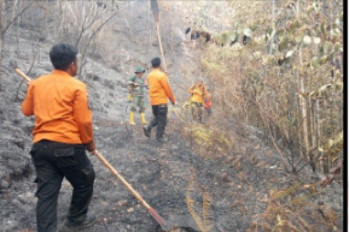 Pusdalops: 300 hektare terdampak karhutla di Padang Lawas Utara