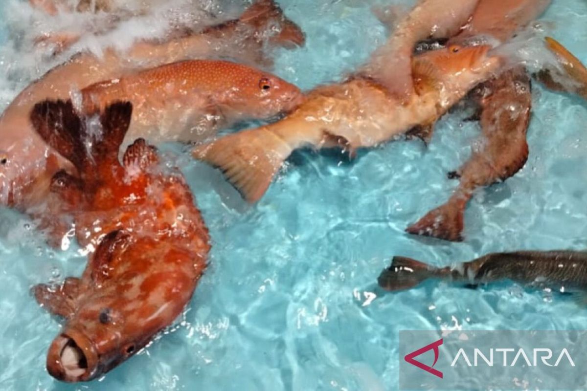 Kepala BKHIT Maluku sebut pemanfaatan aplikasi SSM untuk tingkatkan ekspor