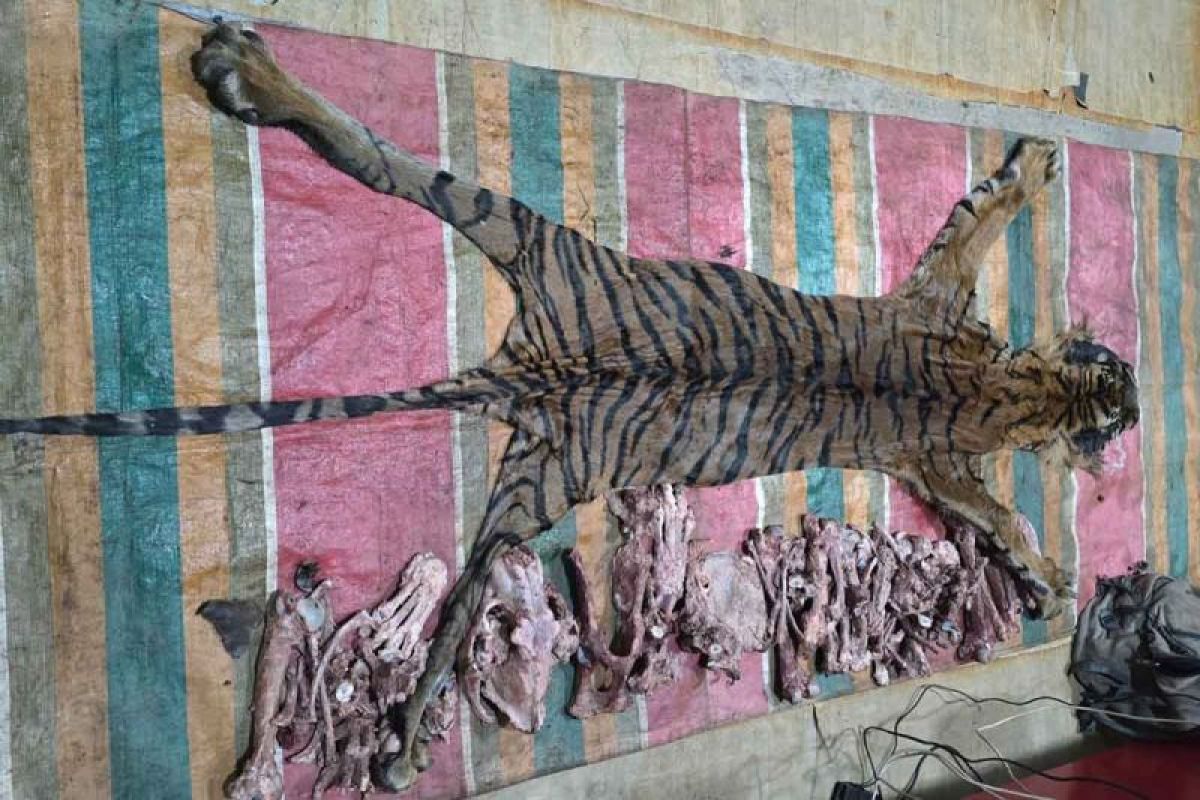 PN Takengon tunda pembacaan putusan kasus Perdagangan kulit harimau