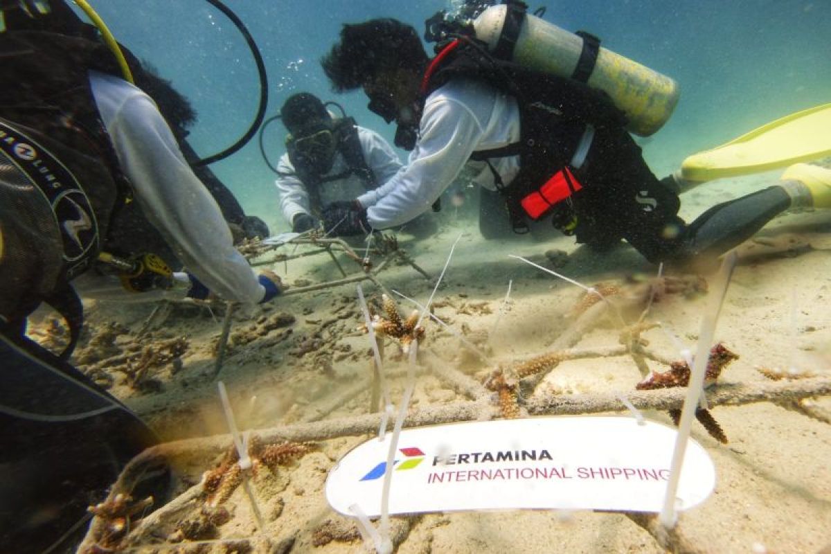 Jaga ekosistem laut, PIS Tanam 1.000 terumbu karangdi Sabang
