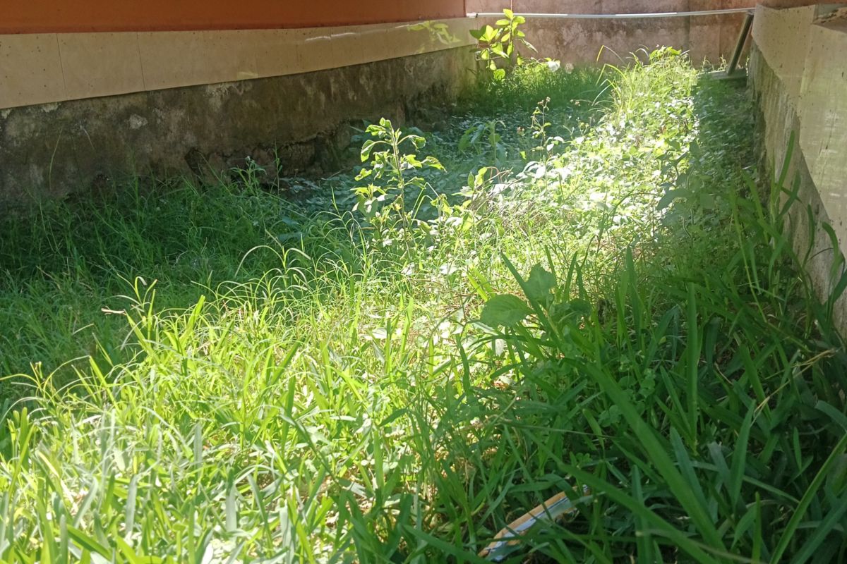 Damkartan tangkap 50 ekor ular di Lombok Tengah  hingga 2025