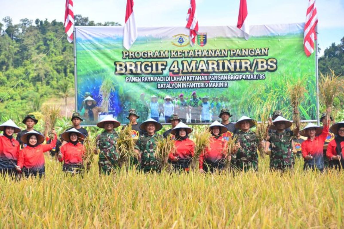 Brigif 4 Marinir lakukan panen raya padi di Pesawaran