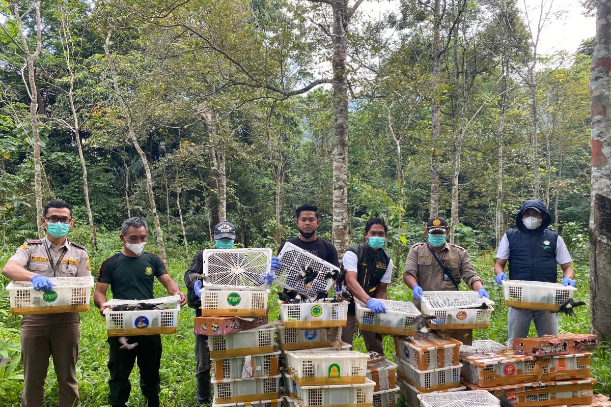 BKSDA lepasliarkan 1.300 burung hasil sitaan di kaki Gunung Rajabasa