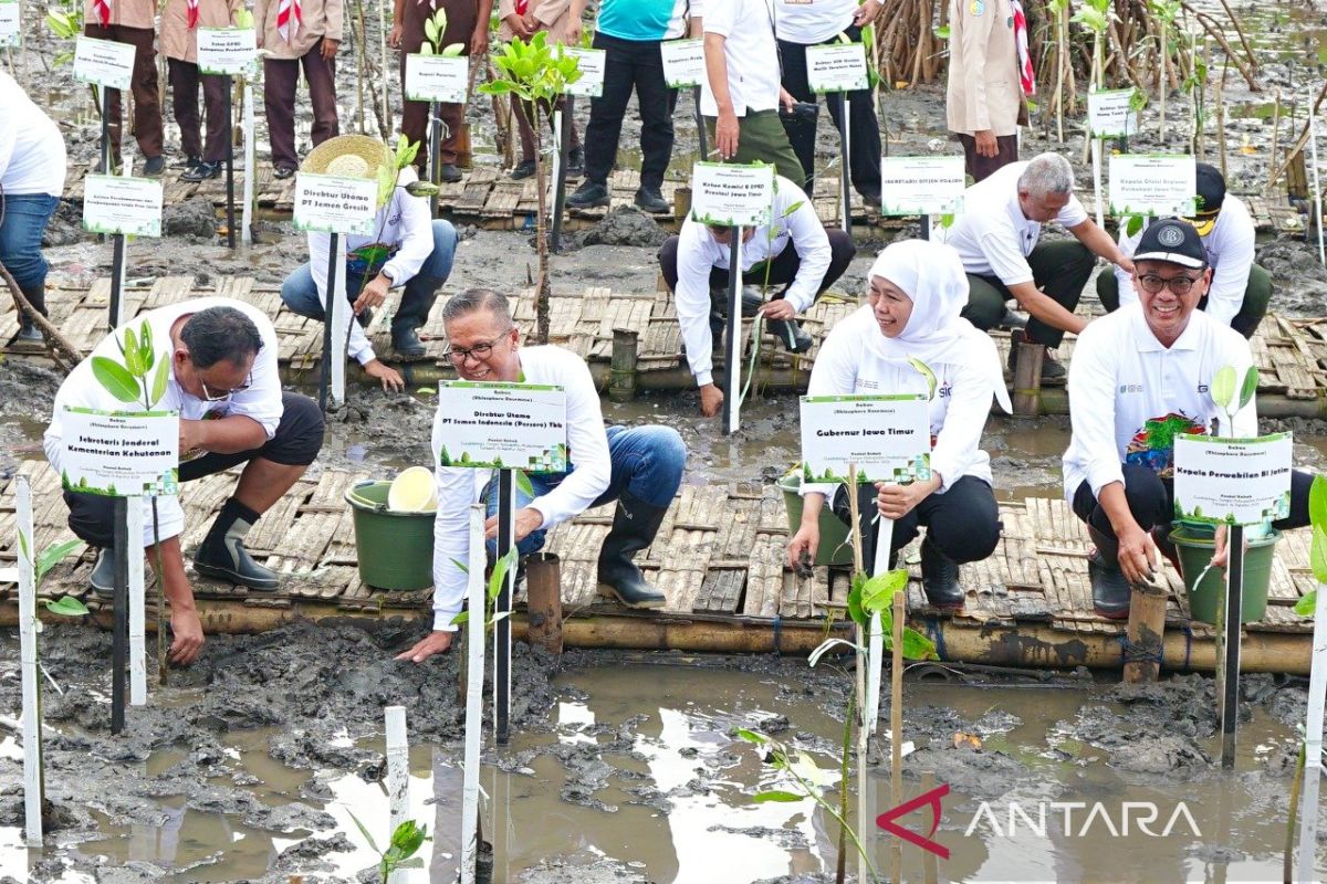 Semen Indonesia menanam 17.845 bibit bakau di Festival Mangrove Jatim