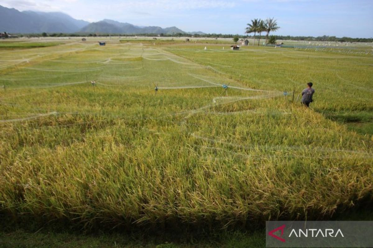 Indonesia di ambang “Proklamasi Swasembada Beras 2025”