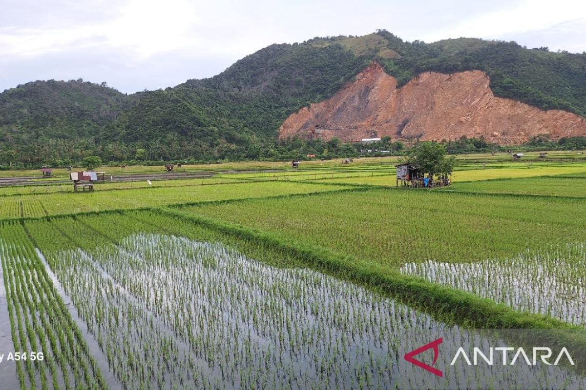 Maksimalkan pertanian, Aceh Besar butuh 603 penyuluh pertanian