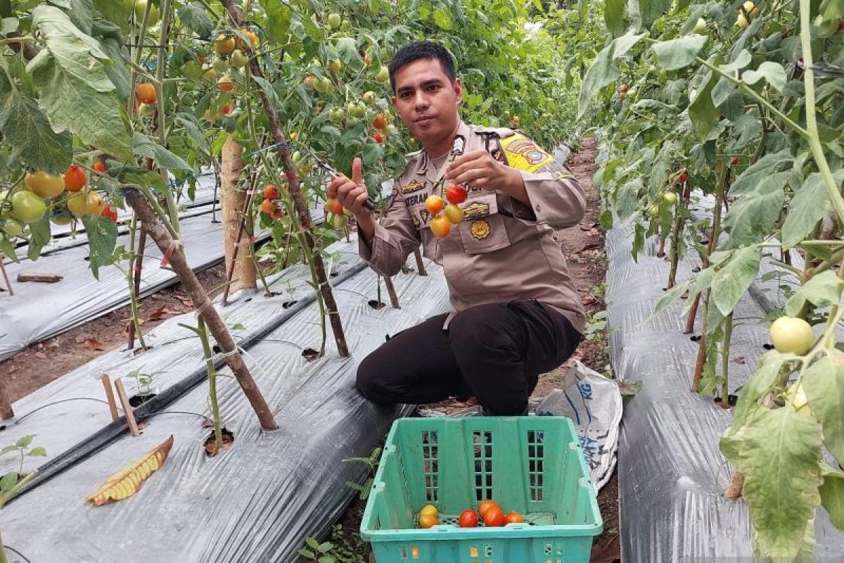 Brigadir Kateran sukses ajak warga manfaatkan lahan tidur, panen ratusan kilogram tomat