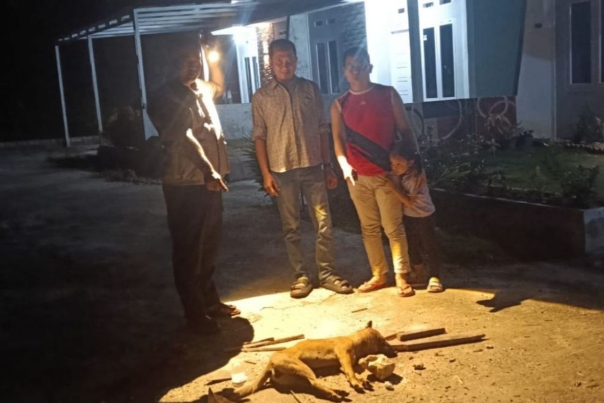 Anjing liar yang gigit 9 warga Pekanbaru terindikasi positif rabies, hewan peliharaan wajib divaksin