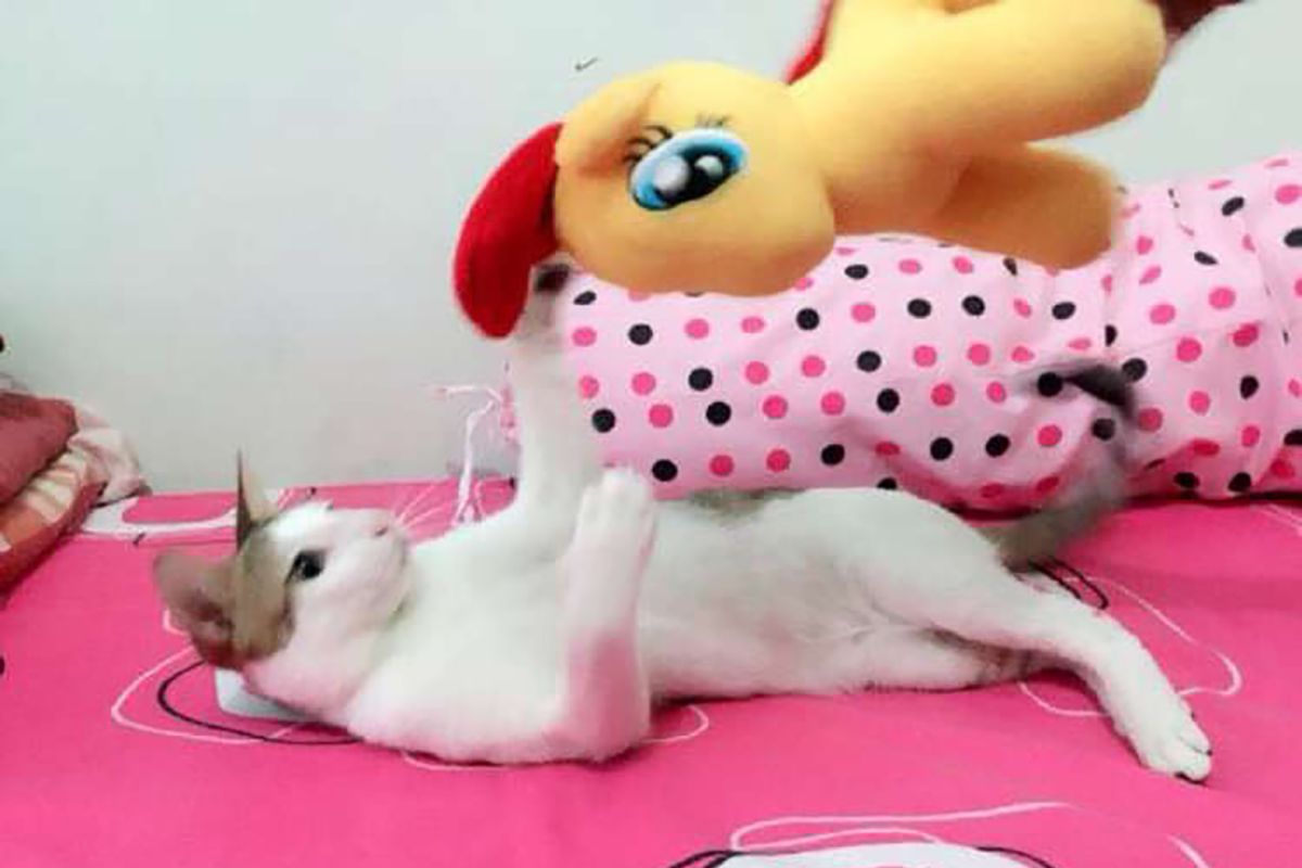 Cara membiasakan hewan peliharaan ditinggal di rumah