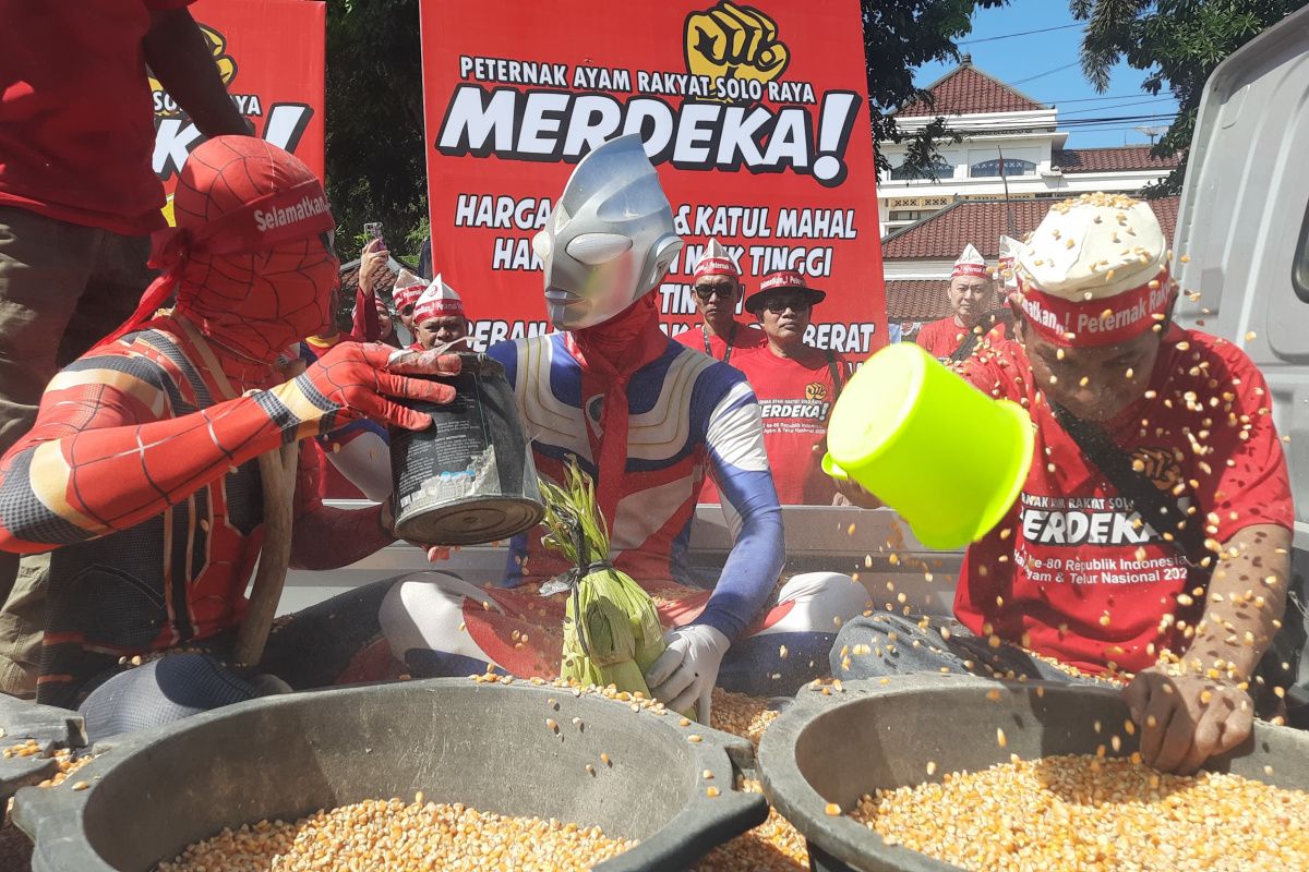 Peternak di Solo Raya lakukan aksi mandi jagung tuntut penurunan harga