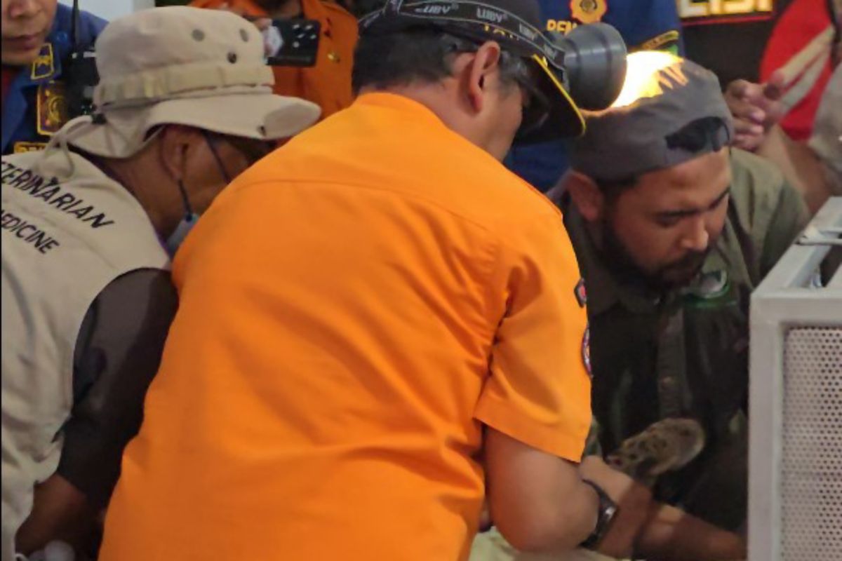 Tim gabungan evakuasi macan tutul jantan dari balai desa di Kuningan