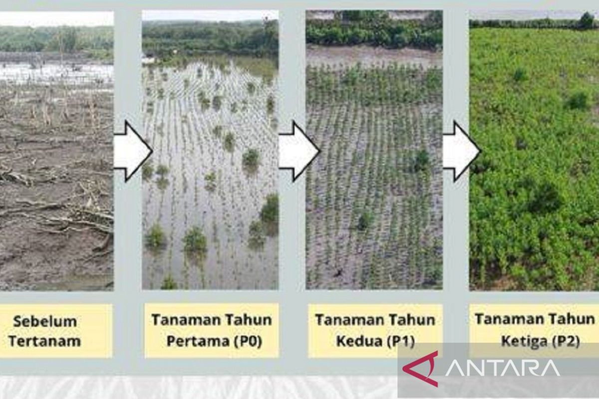 Restorasi mangrove Delta Mahakam bermanfaat ganda bagi warga pesisir