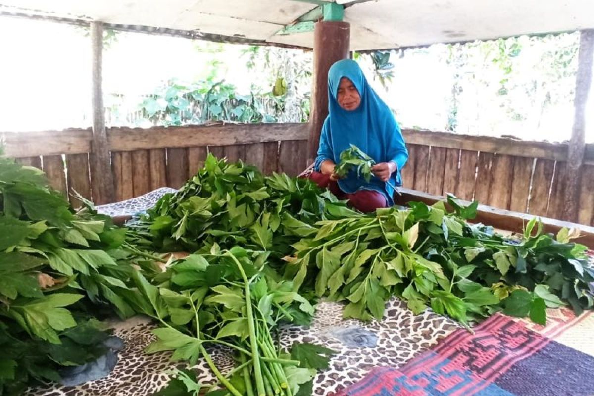 Kisah sukses Inaq Rina: 20 tahun menanam asitaba, raup omzet jutaan rupiah dari lahan 20 Are