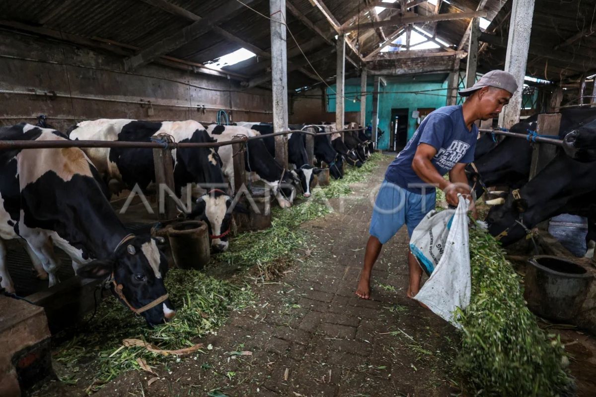 Pemerintah targetkan Indonesia bebas penyakit mulut dan kuku pada 2035