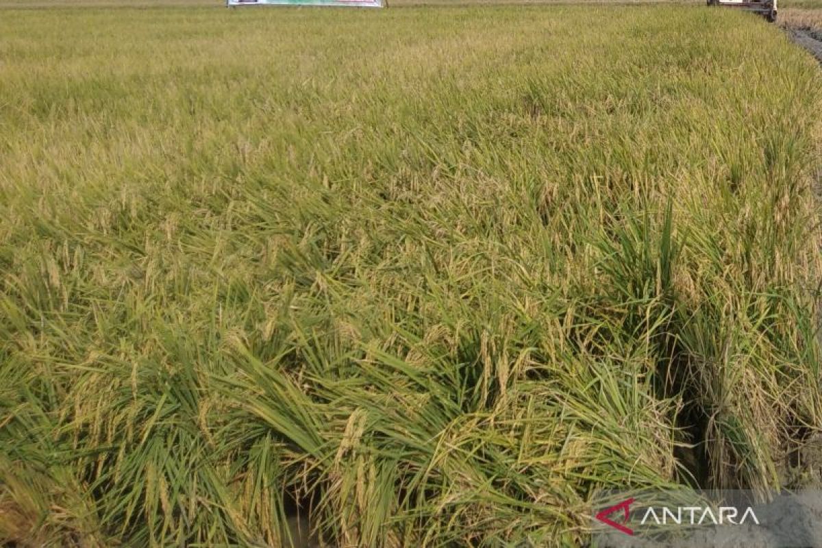 Petani Kudus diimbau tanam padi lebih awal  hindari banjir saat panen