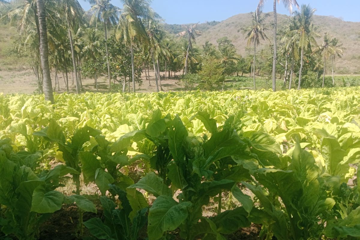 Luas lahan tembakau di Lombok Timur capai 26 ribu hektare