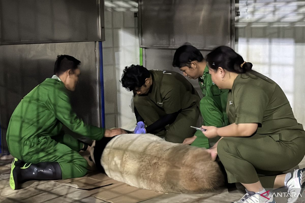 Taman Safari Indonesia jalankan inseminasi buatan panda raksasa