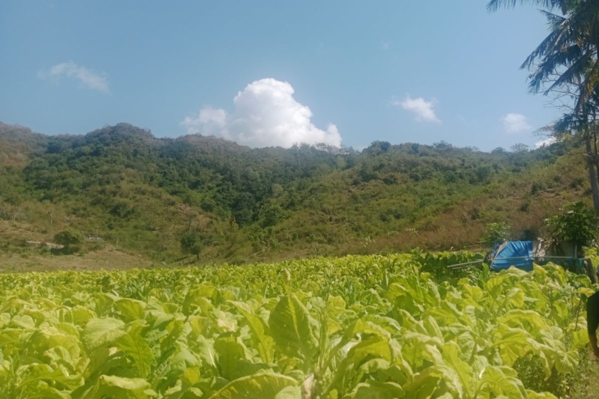 Antisipasi kenaikan harga, Bupati Lombok Timur kumpulkan pengusaha tembakau