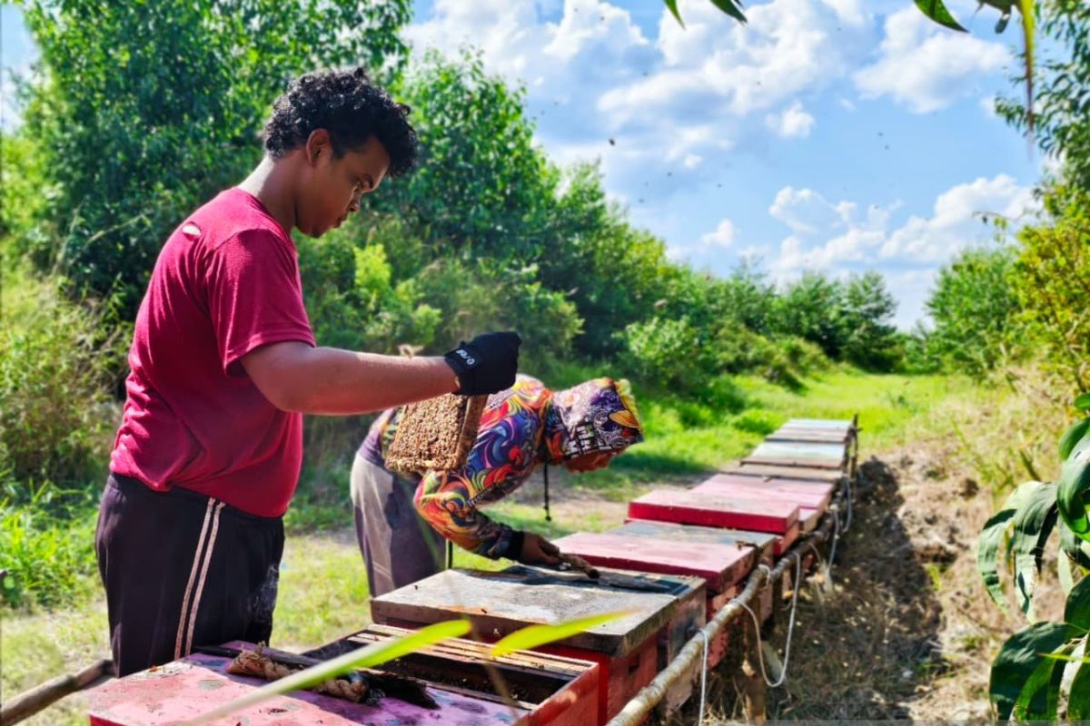 Kelompok Tani binaan PT WKS mampu memproduksi 1,7 ton madu lebah akasia