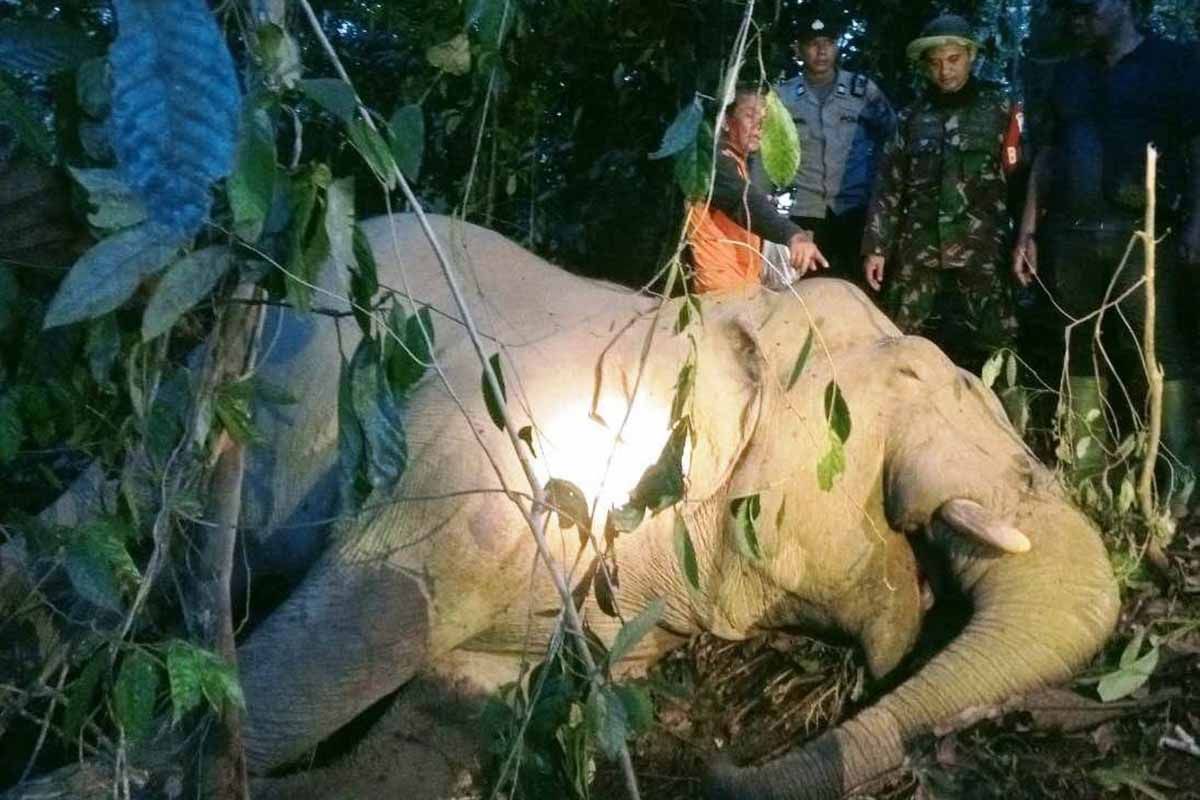 Polisi: Gajah mati di Aceh Timur diduga minum racun rumput
