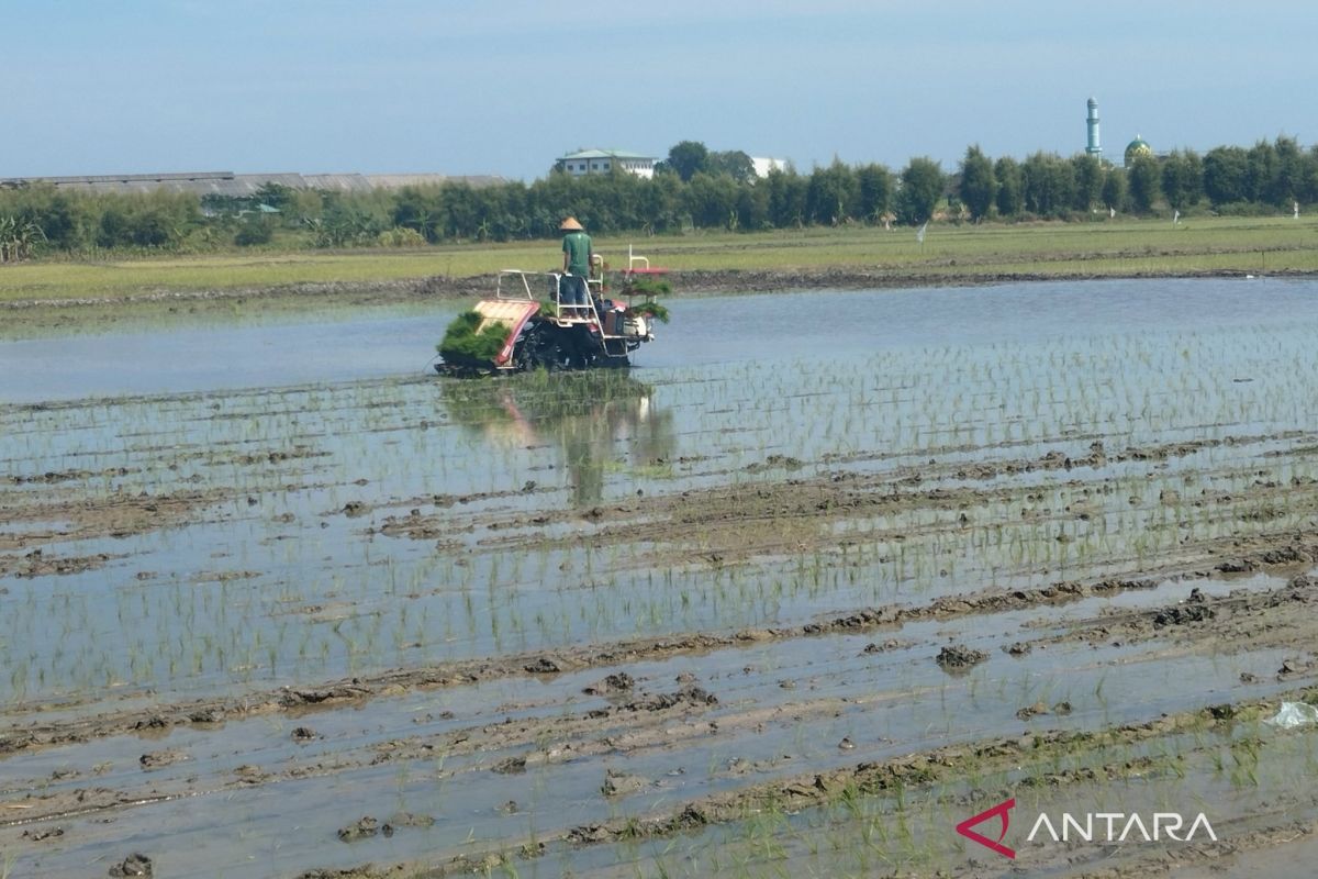Jateng bakal fasilitasi pemanfaatan 7.000 ha menganggur di Demak