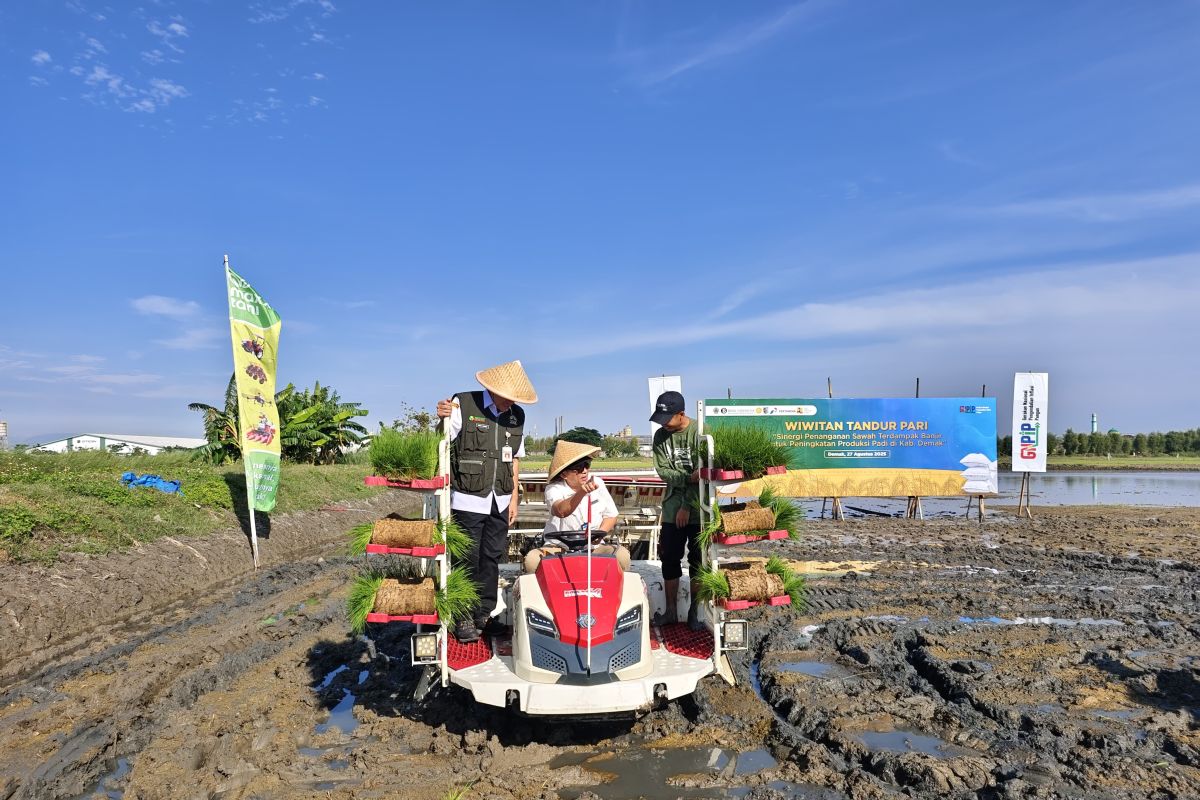 "Wiwitan Tandur Pari", sinergi BI Jateng tangani sawah terdampak banjir Demak