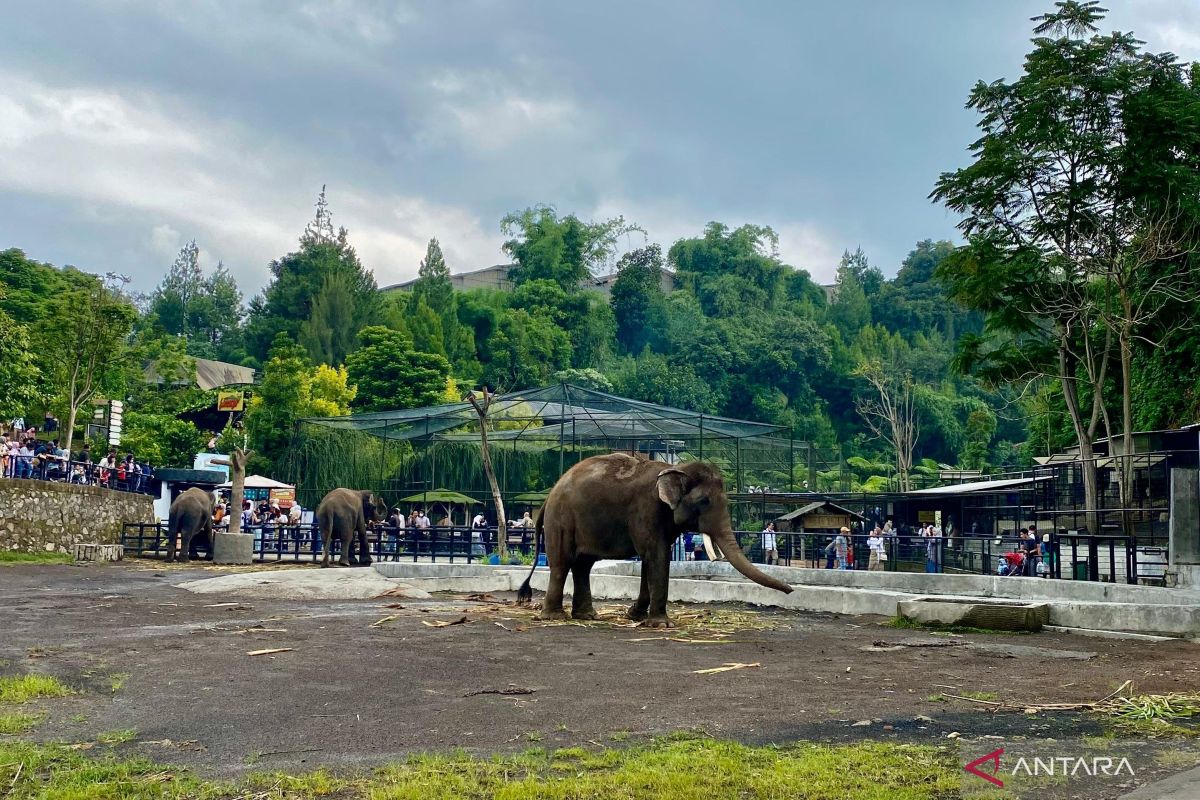 Lembang Park Zoo ditutup sementara imbas macan tutul lepas