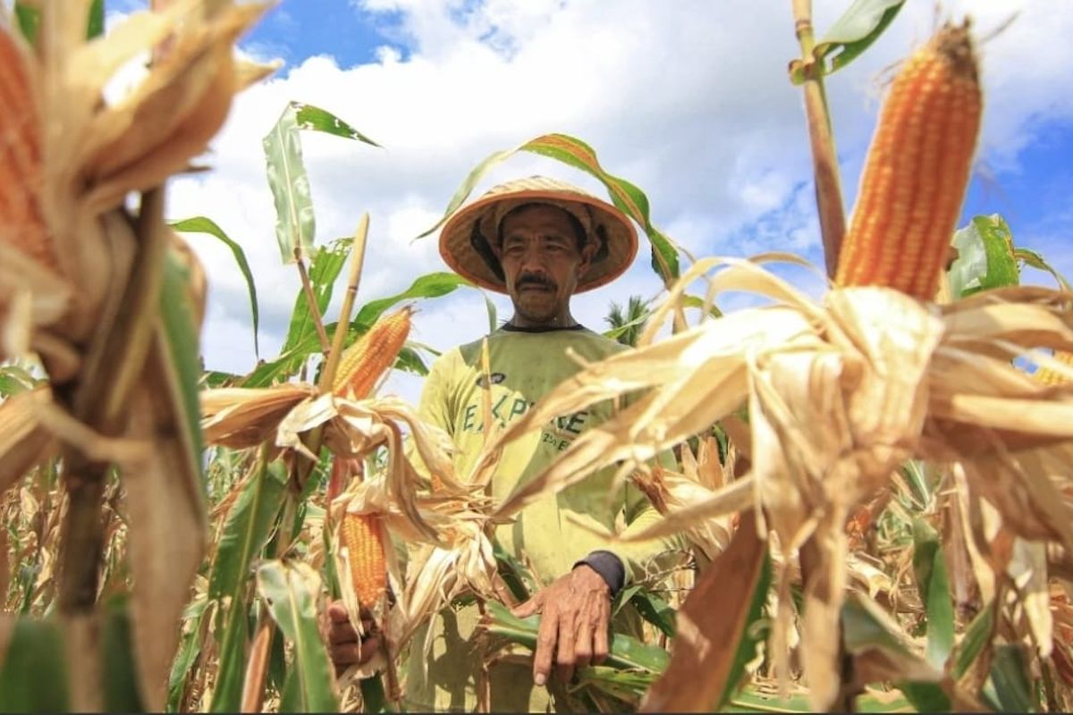 Kementan-Satgas Pangan kawal distribusi jagung demi lindungi peternak