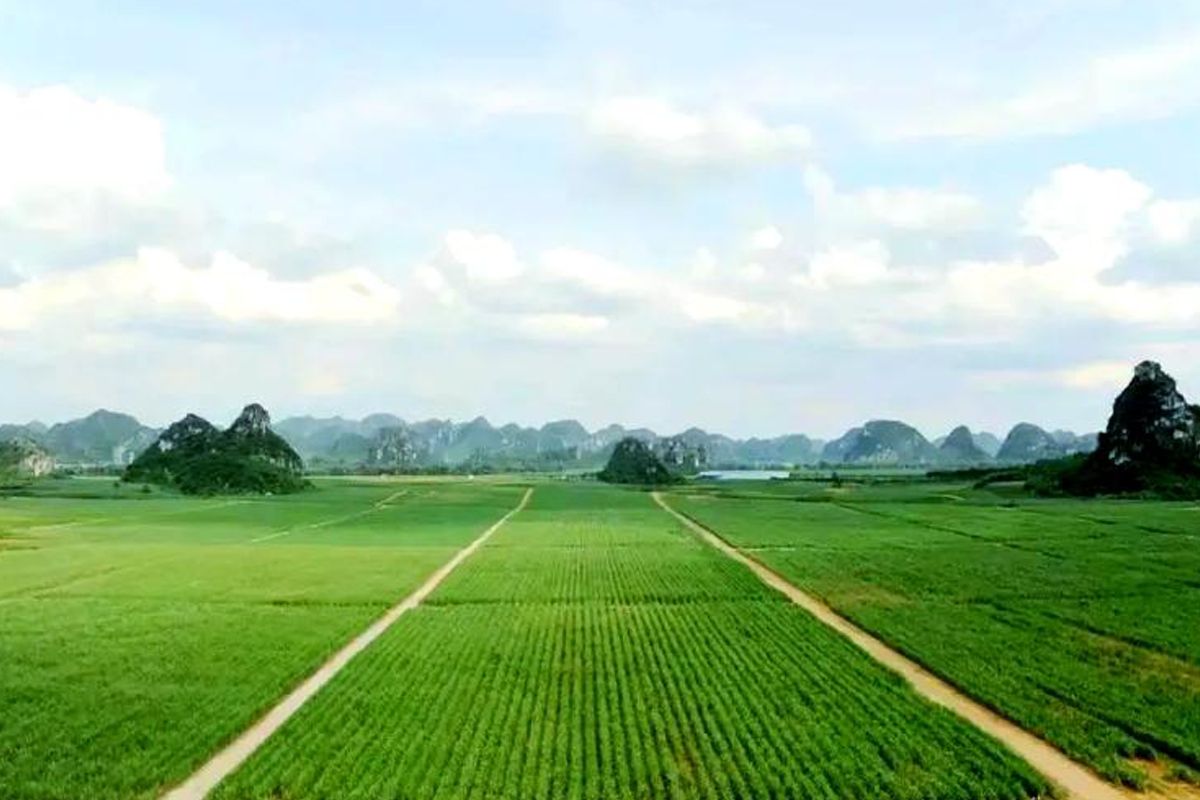 "Double the Sweetness" - A New Chapter for Guangxi's Sugar Industry