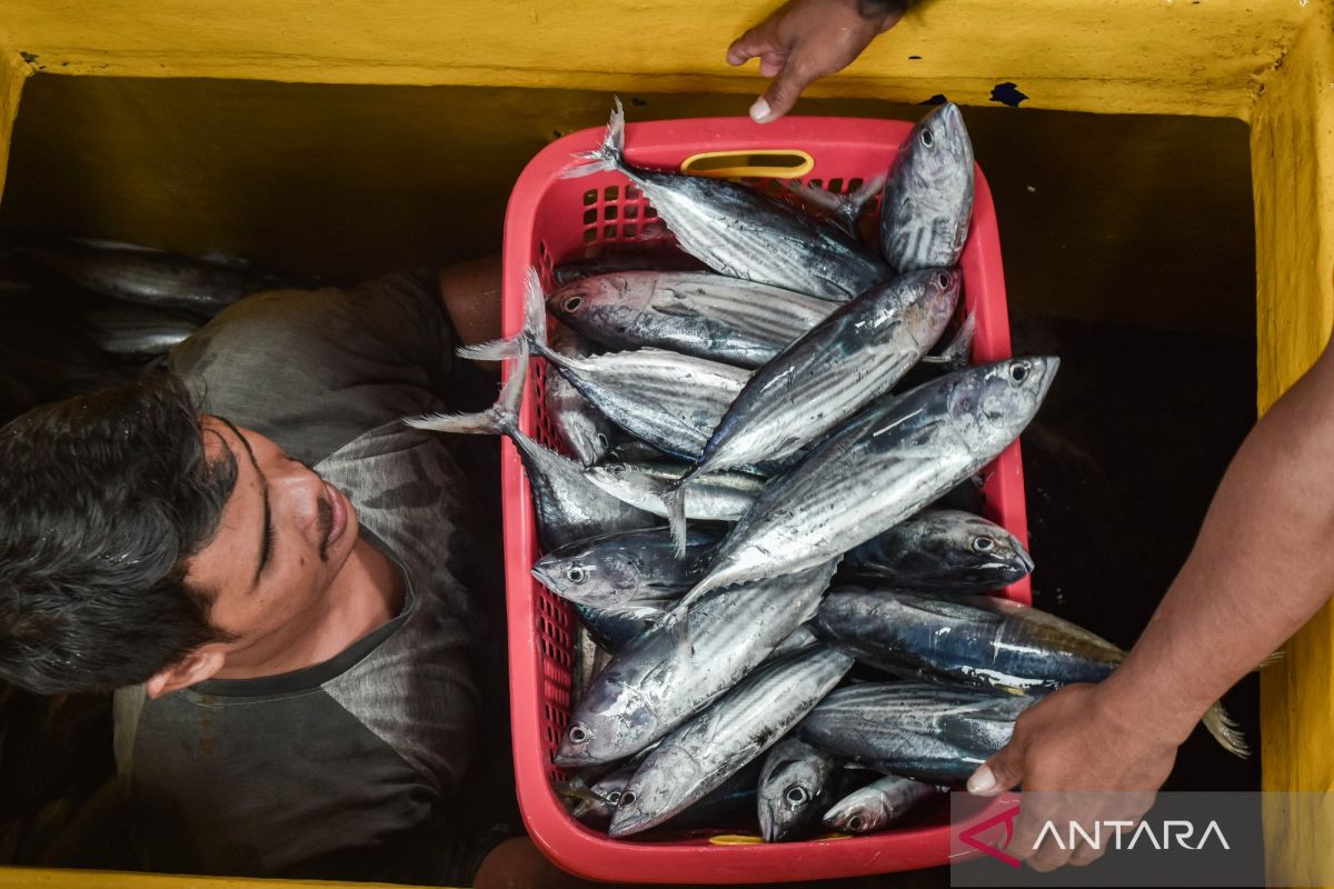 Berapa lama ikan bisa disimpan dalam lemari es? Ini penjelasannya