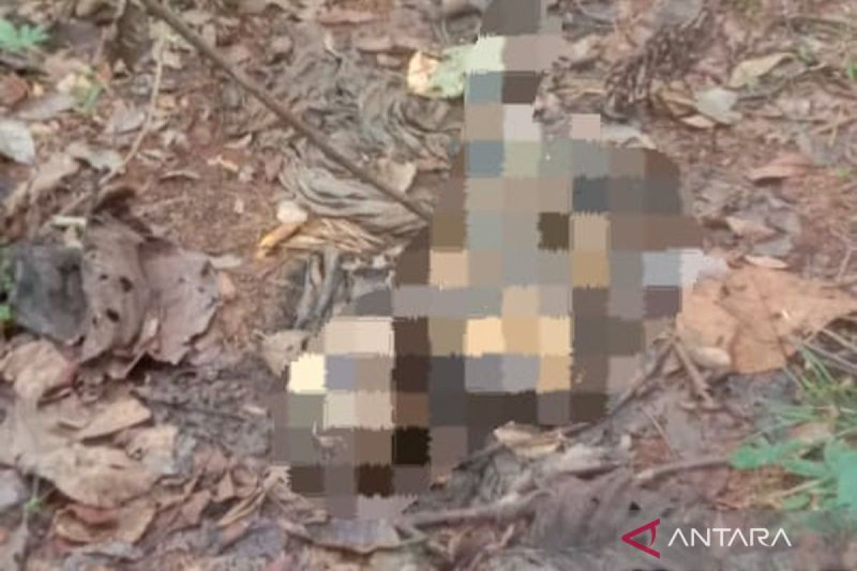 Penemuan kerangka manusia hebohkan warga di Desa Tandilang HST