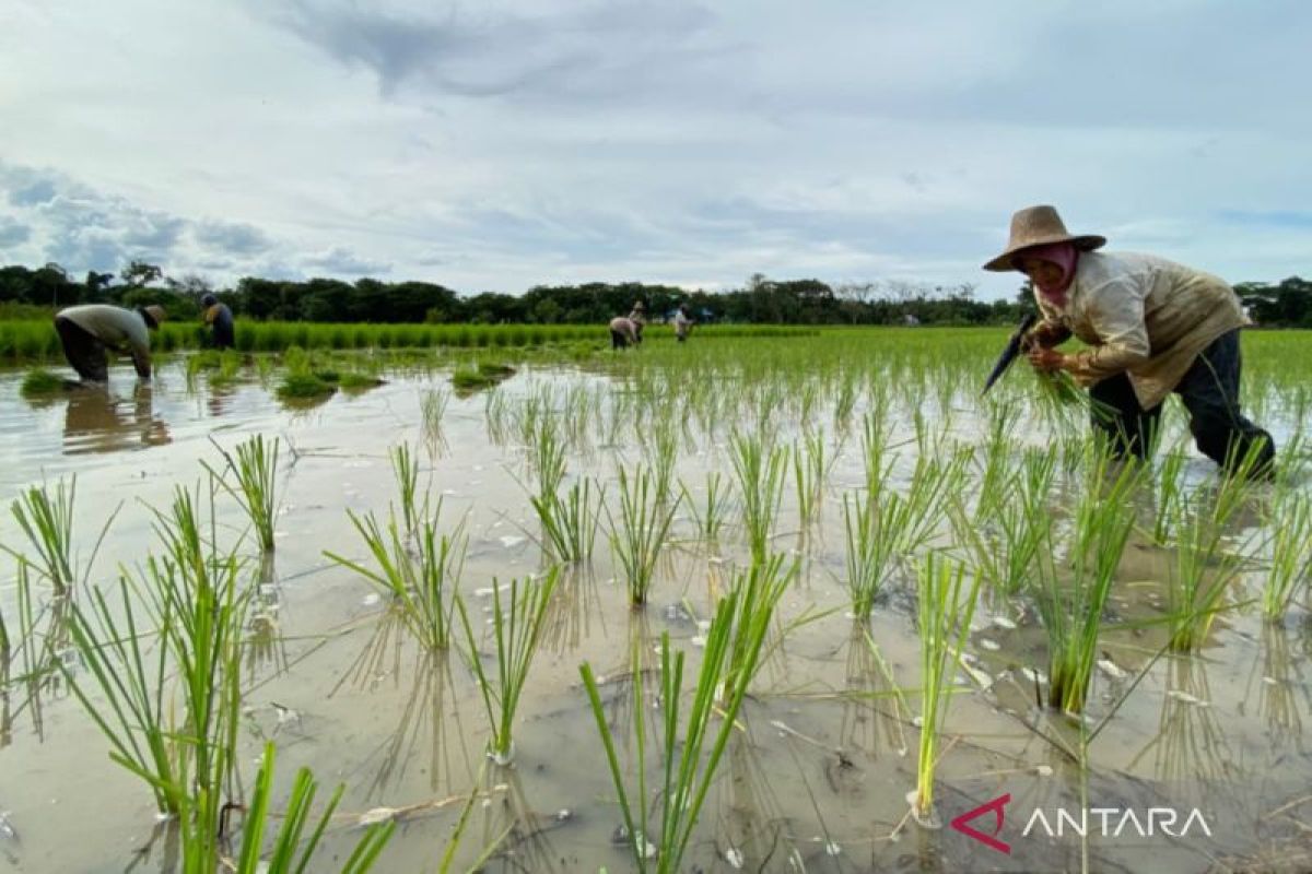 Tapin surplus beras, stok pangan dinilai aman