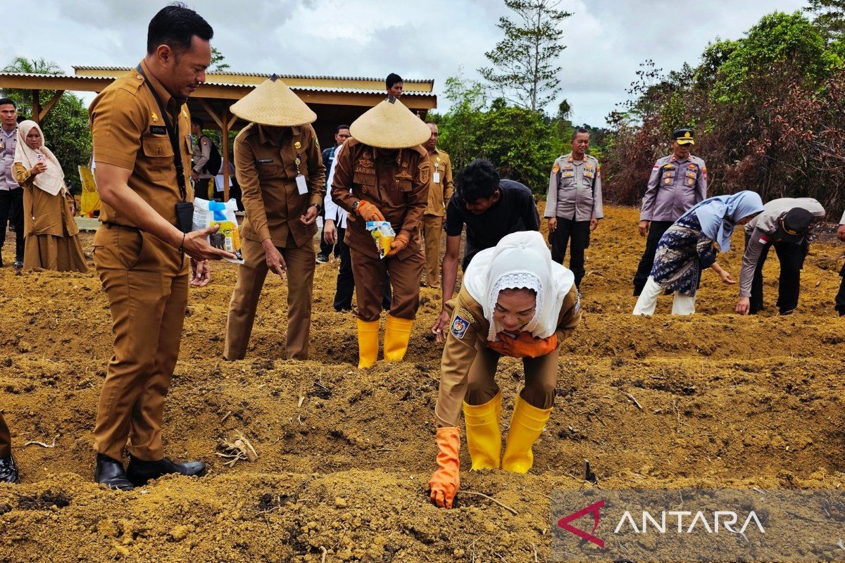 Pemkab Natuna tanam jagung pipil tingkatkan ekonomi masyarakat