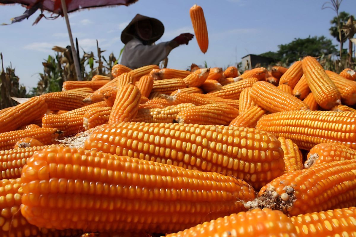 RI Govt allocates 52,400 tons of corn to support egg farmers