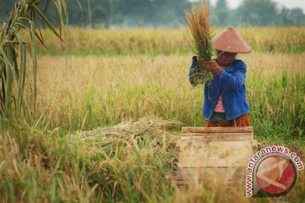 BPS: Kenaikan luas panen diikuti peningkatan produksi padi Juli 2025