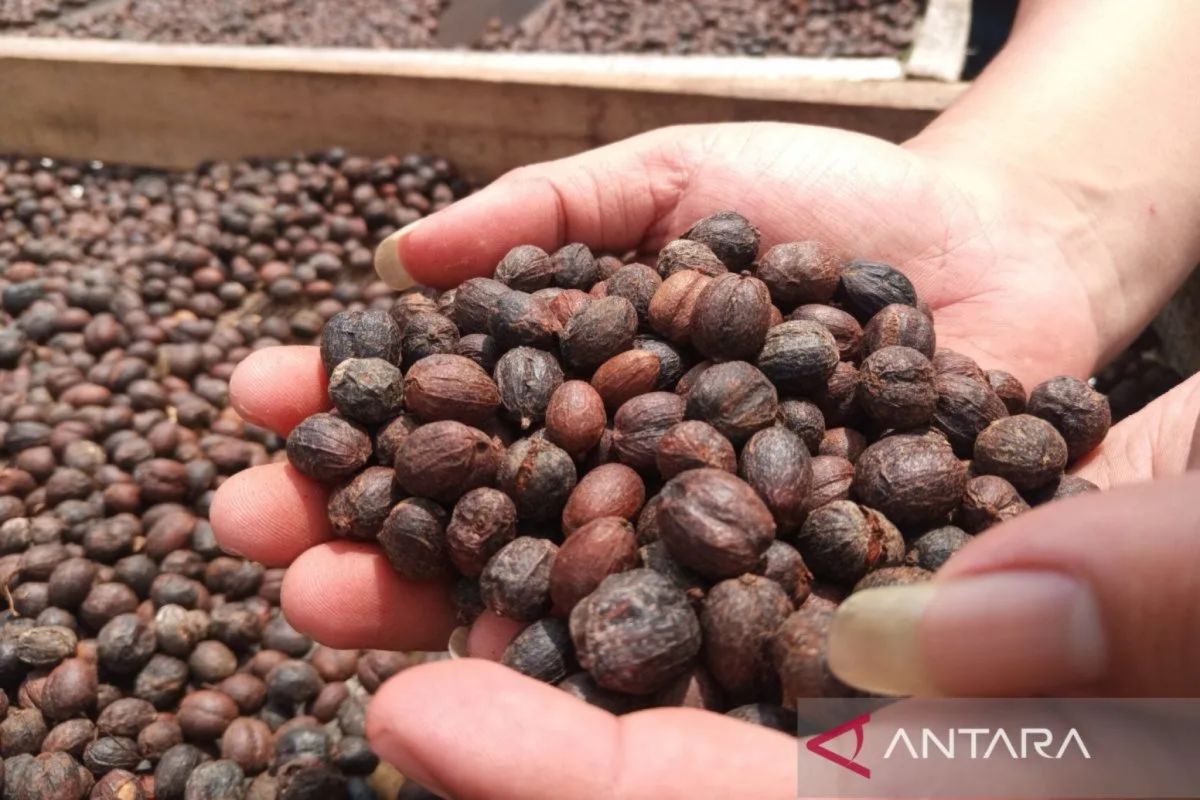 Kemendag sebut harga kakao turun akibat pasokan melimpah