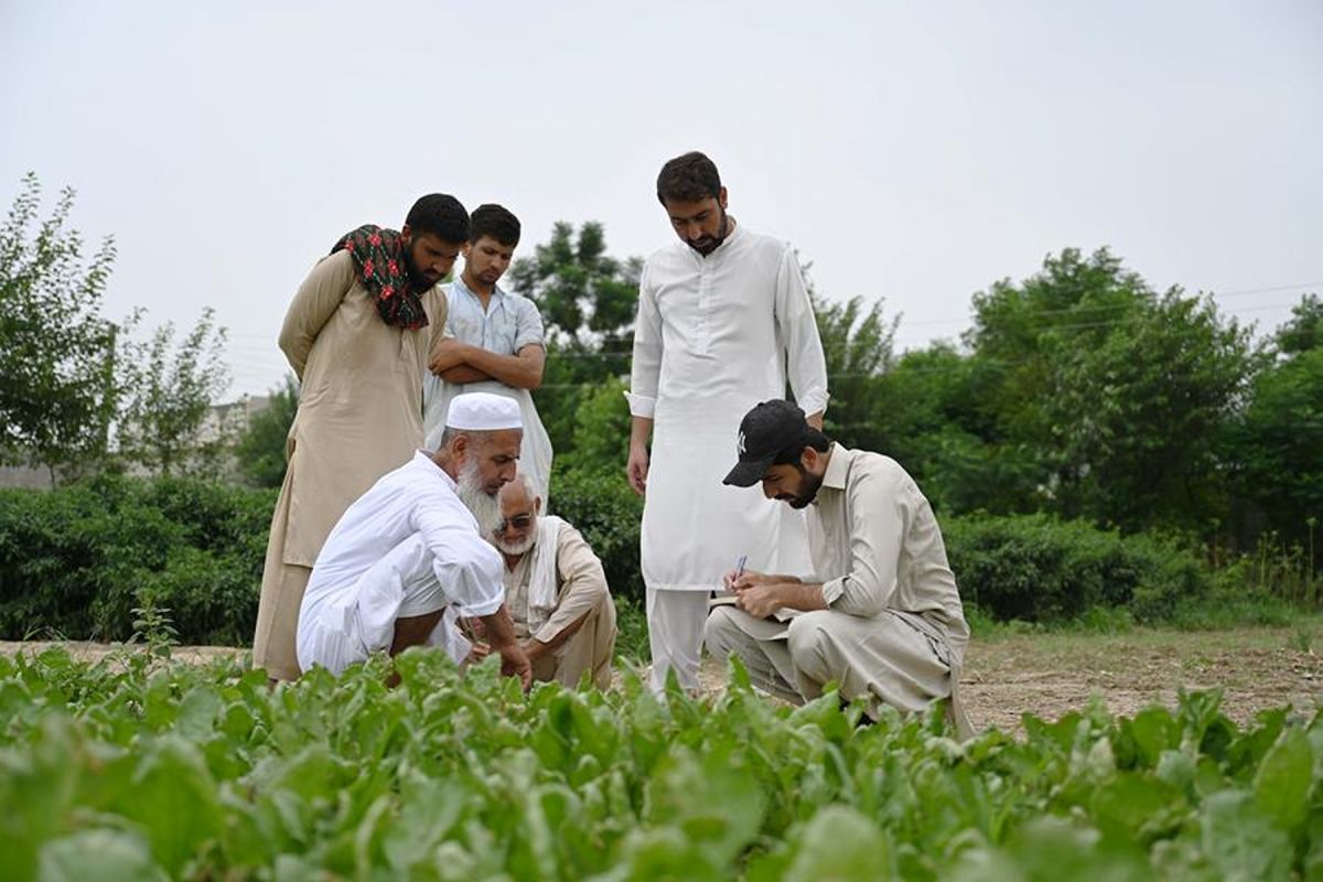 Benih kembang kol bantu atasi tantangan industri lokal di Pakistan