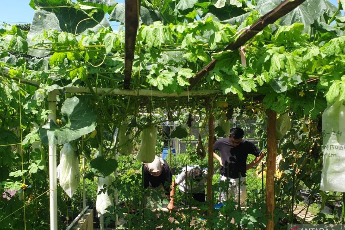 Sekda Banyuasin: Pemkab berdayakan lahan ponpes untuk tanam jagung