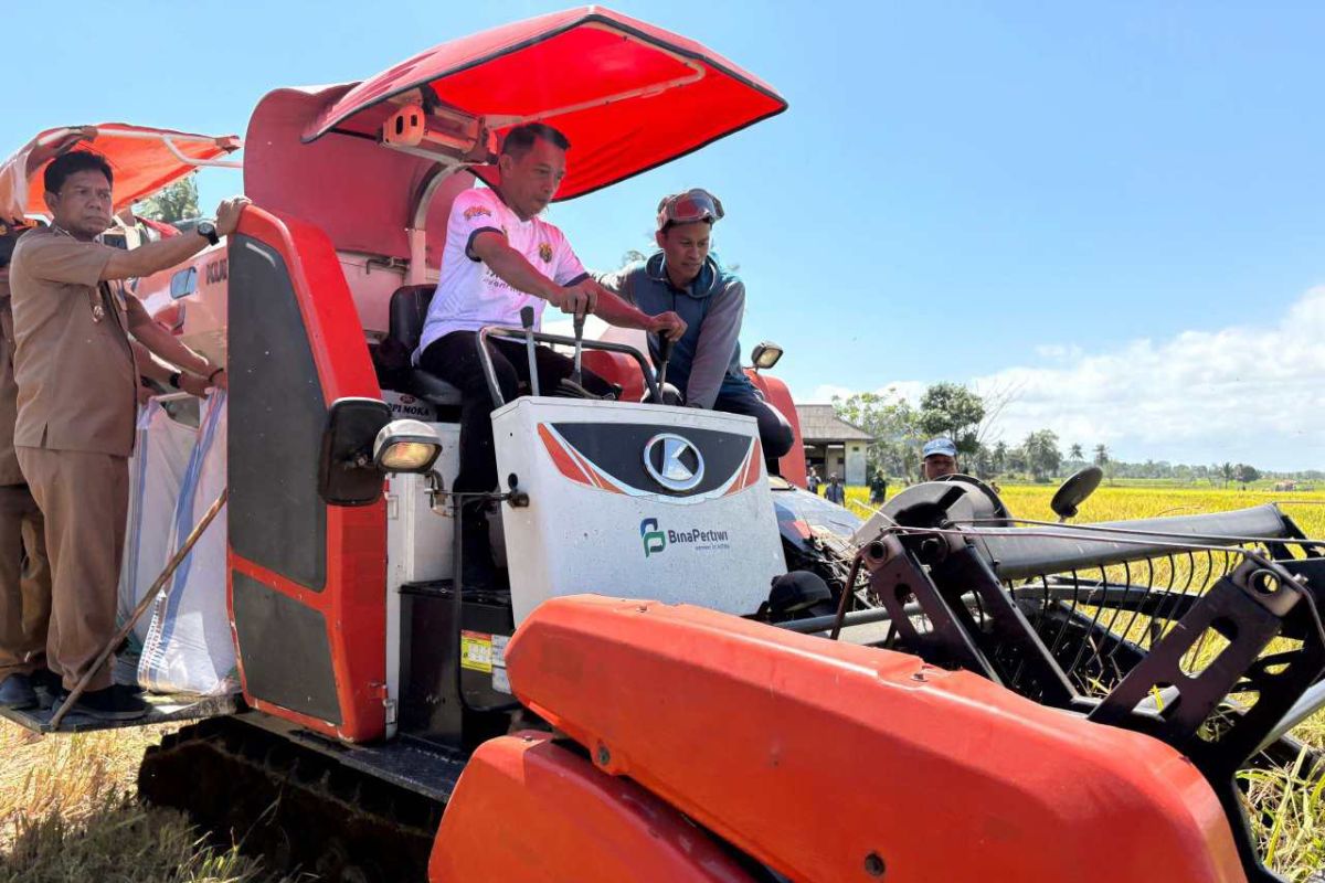 Panen padi di Sidrap alami peningkatan