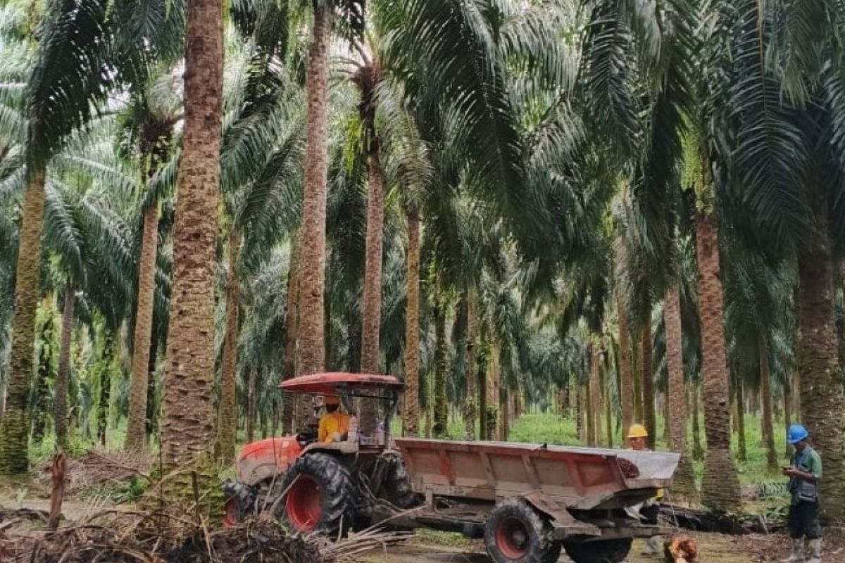 Ekonom sebut peran pemerintah krusial dalam alih kelola kebun sawit