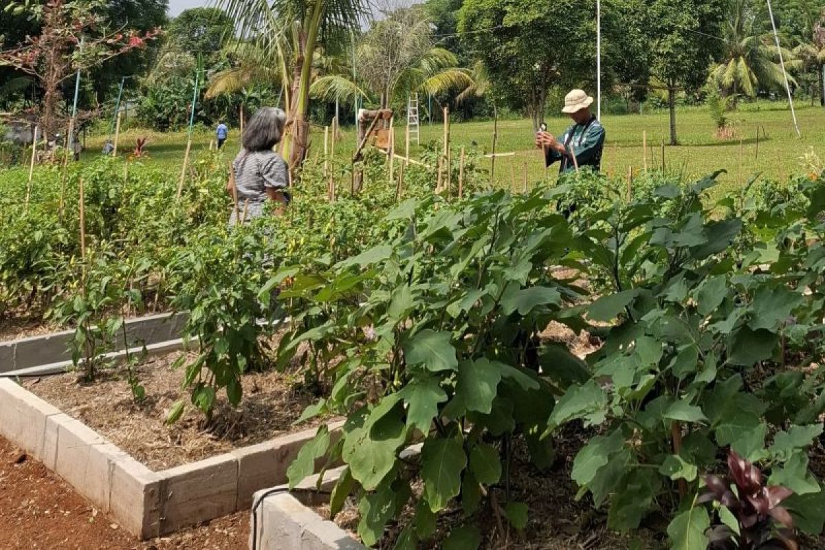 Pemprov Lampung sebut Gerakan Tanam Cabai untuk antisipasi kenaikan harga