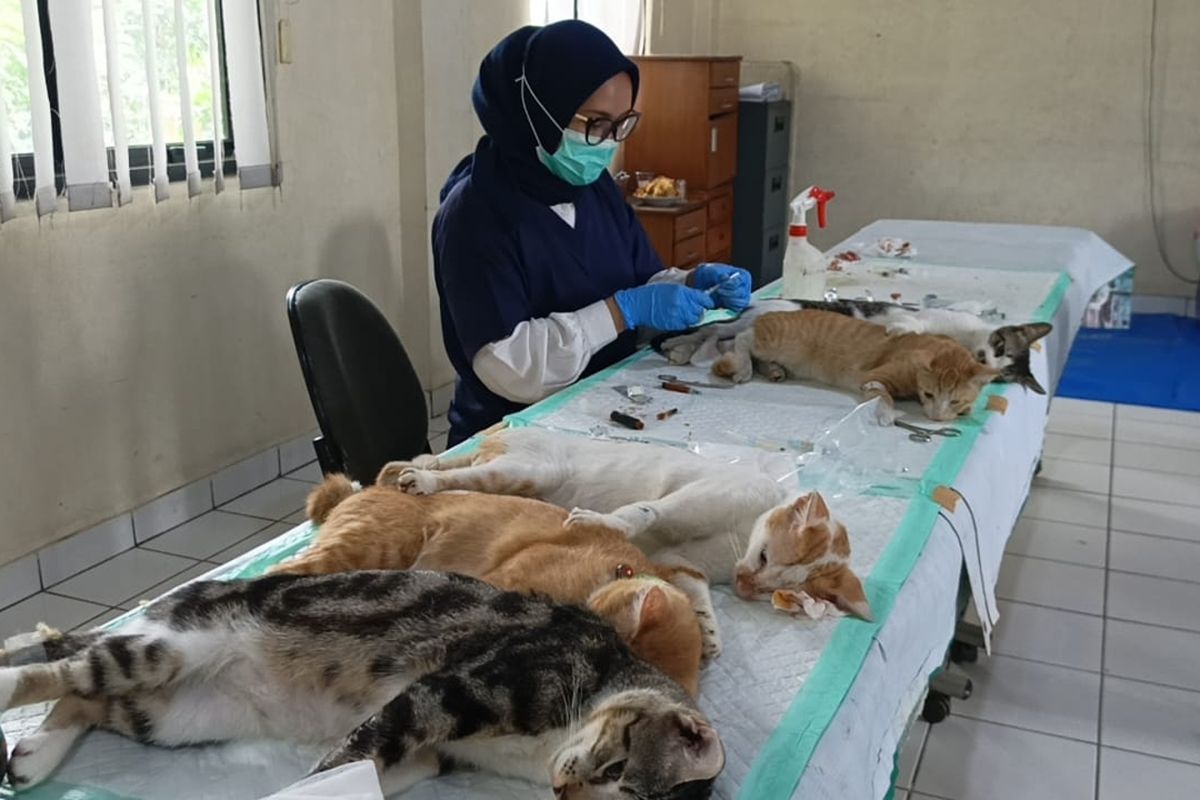 Hingga Agustus, Jakbar sterilisasi 1.060 hewan penular rabies