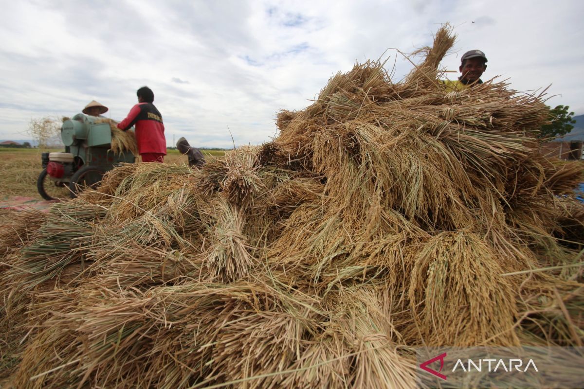 Farmers drive rice independence as RI halts imports in 2025: govt