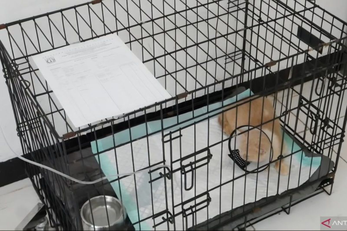 Uya Kuya’s cat recovers after looting incident at Jakarta home